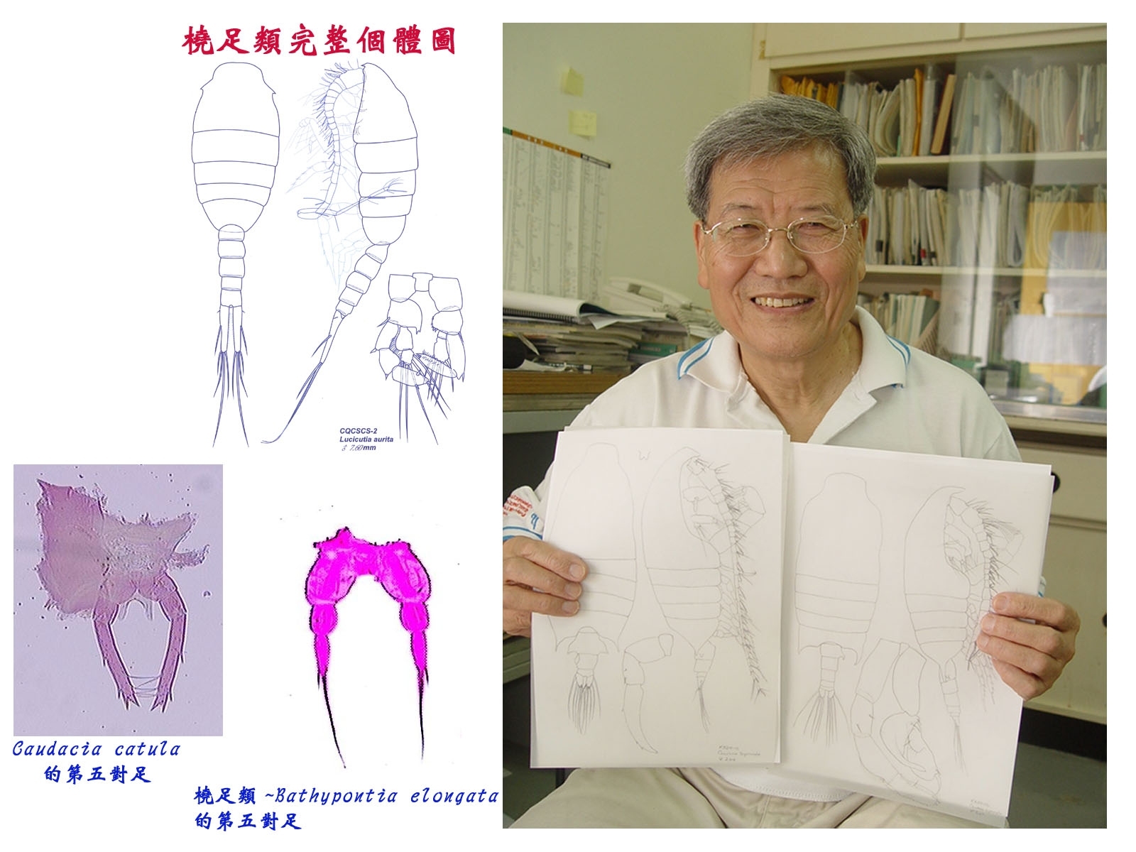 國立中山大學海洋資源學系客座教授石長泰，目前積極編撰台灣大陸沿海第一本橈足類圖鑑，預計明年初可付梓問世，將提供海洋研究更精確的資訊。左方三圖為橈足類標本。圖片