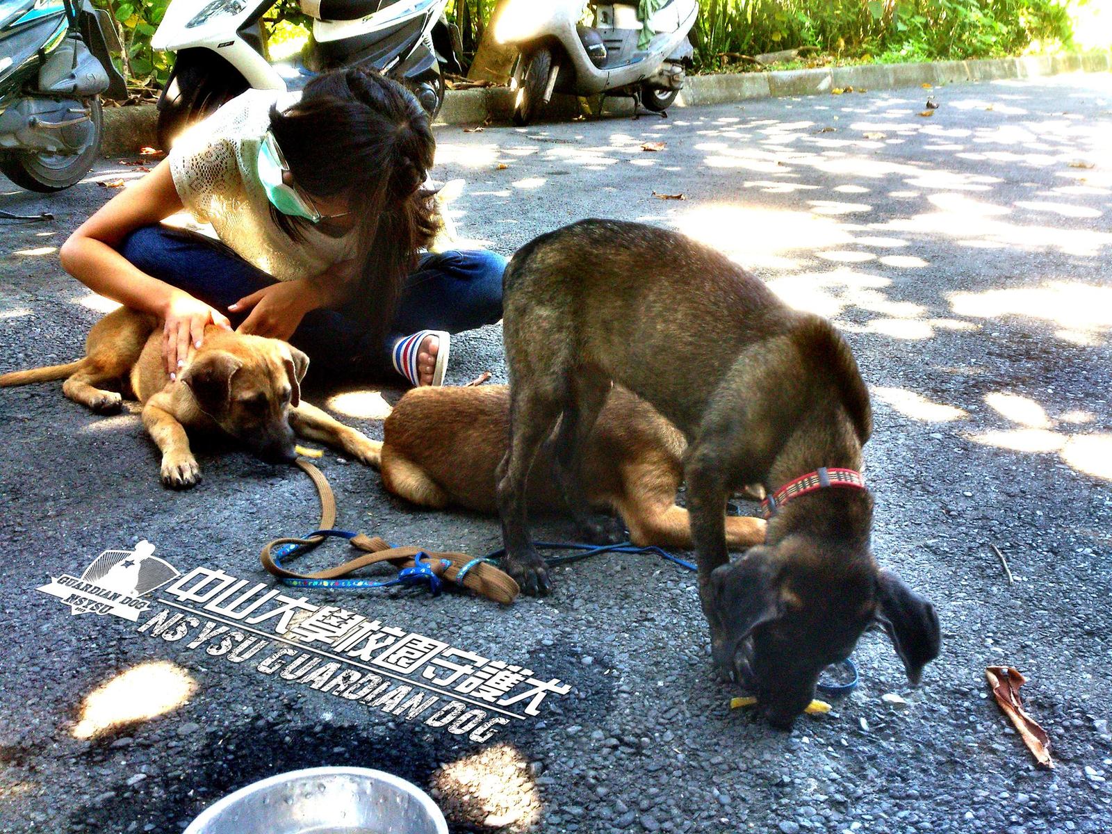 校園守護犬志工隊圖片