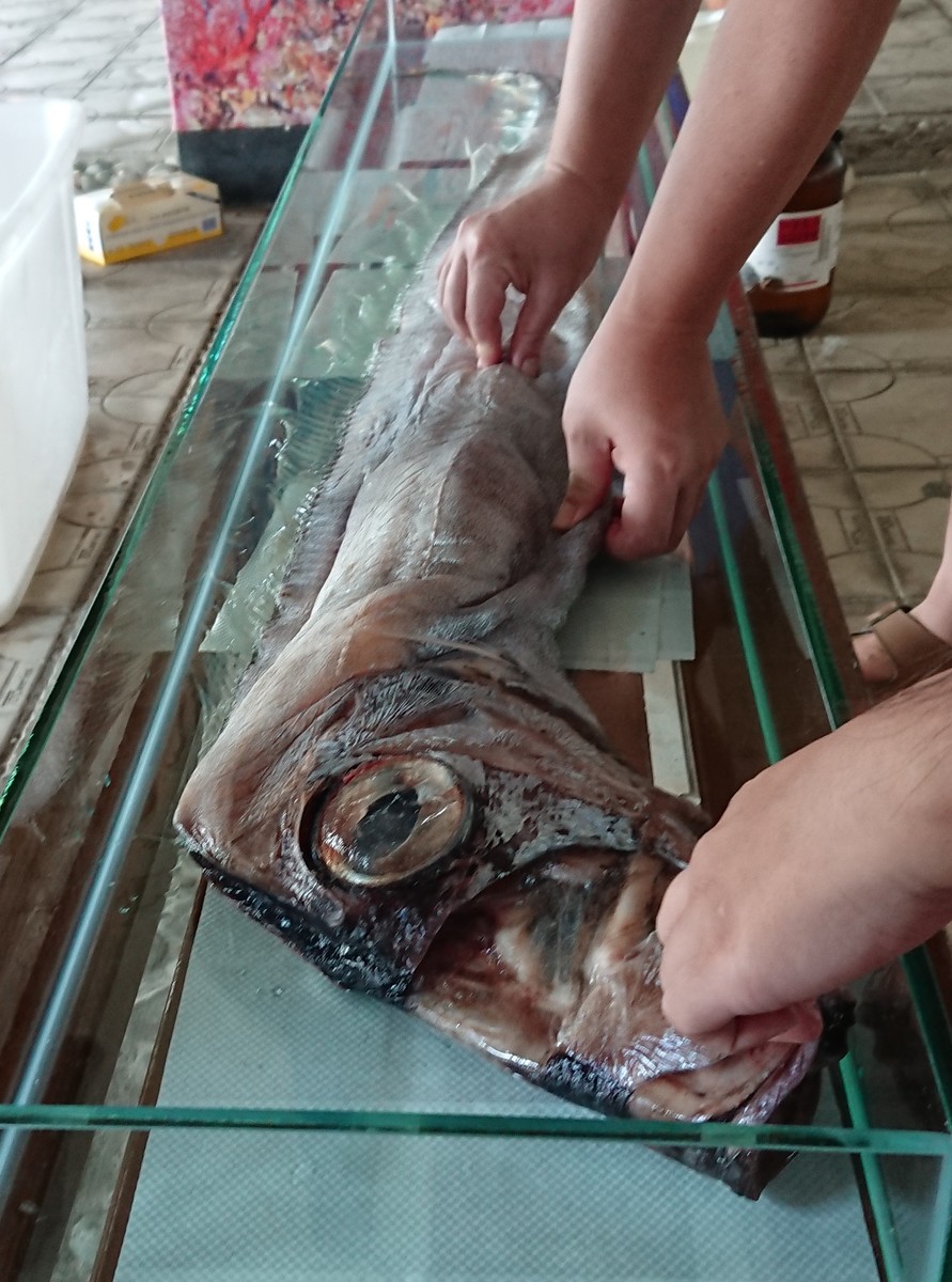 In the process of producing the specimen, the body of the fish swelled, so the students had to press on it.