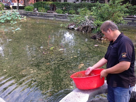 荷花池放入孔雀魚圖片