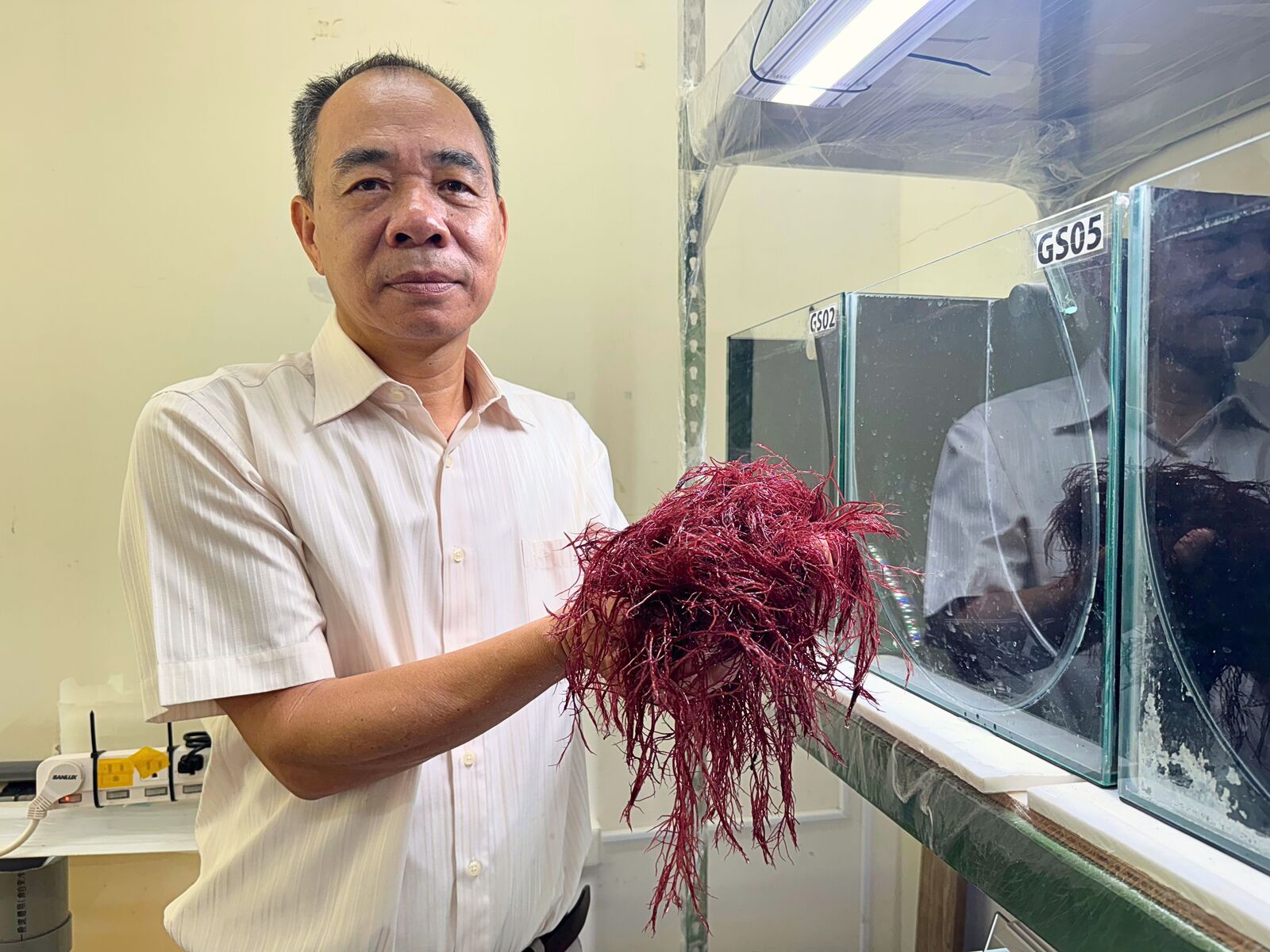 Professor Chin-Chang Hung has introduced an innovative strategy that involves cultivating the red seaweed Agardhiella subulata in seawater blended with livestock wastewater.