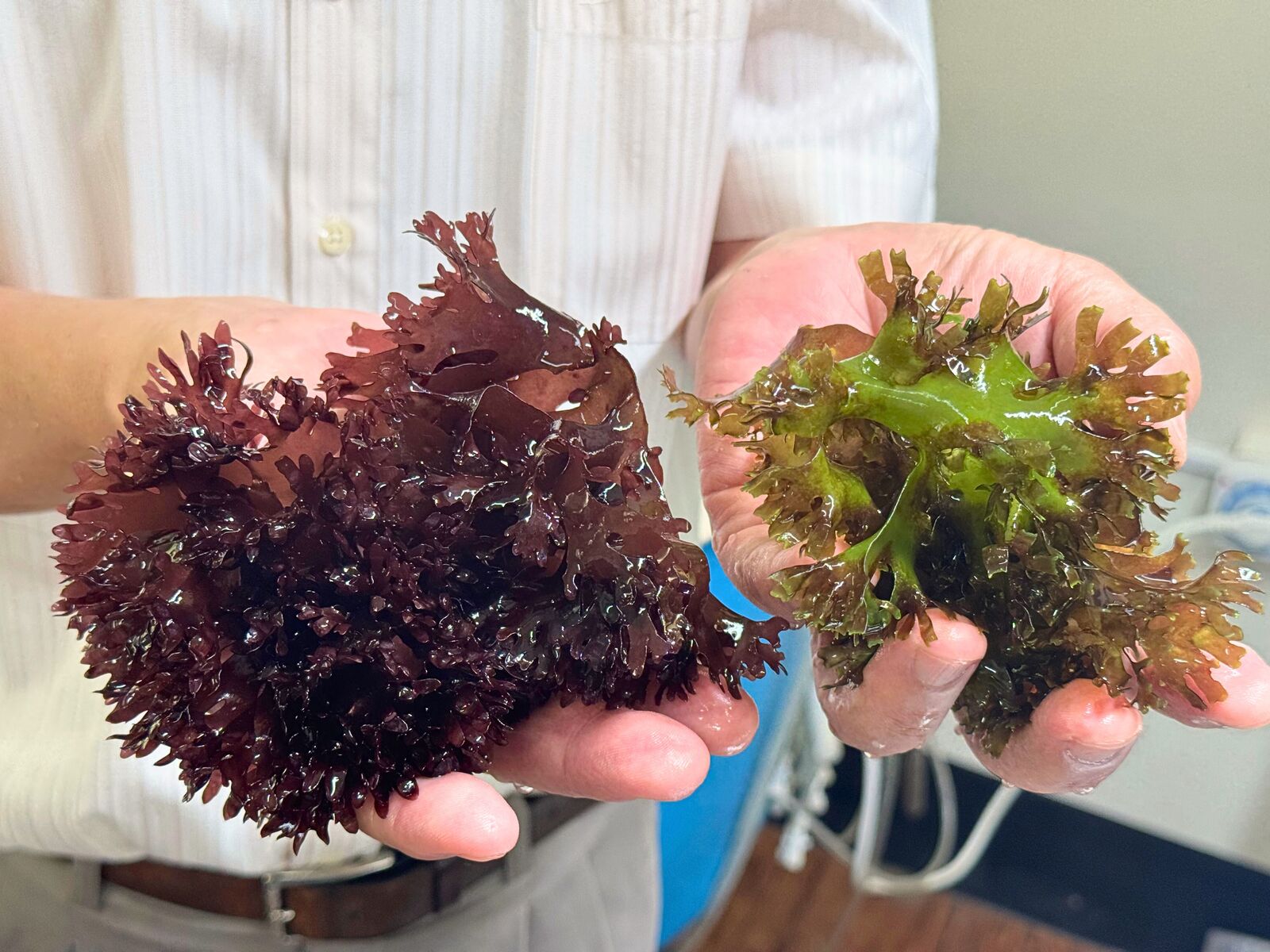 Normal-colored Sarcodia suae (left) turns green and approaches death (right) when exposed to high-salinity conditions.