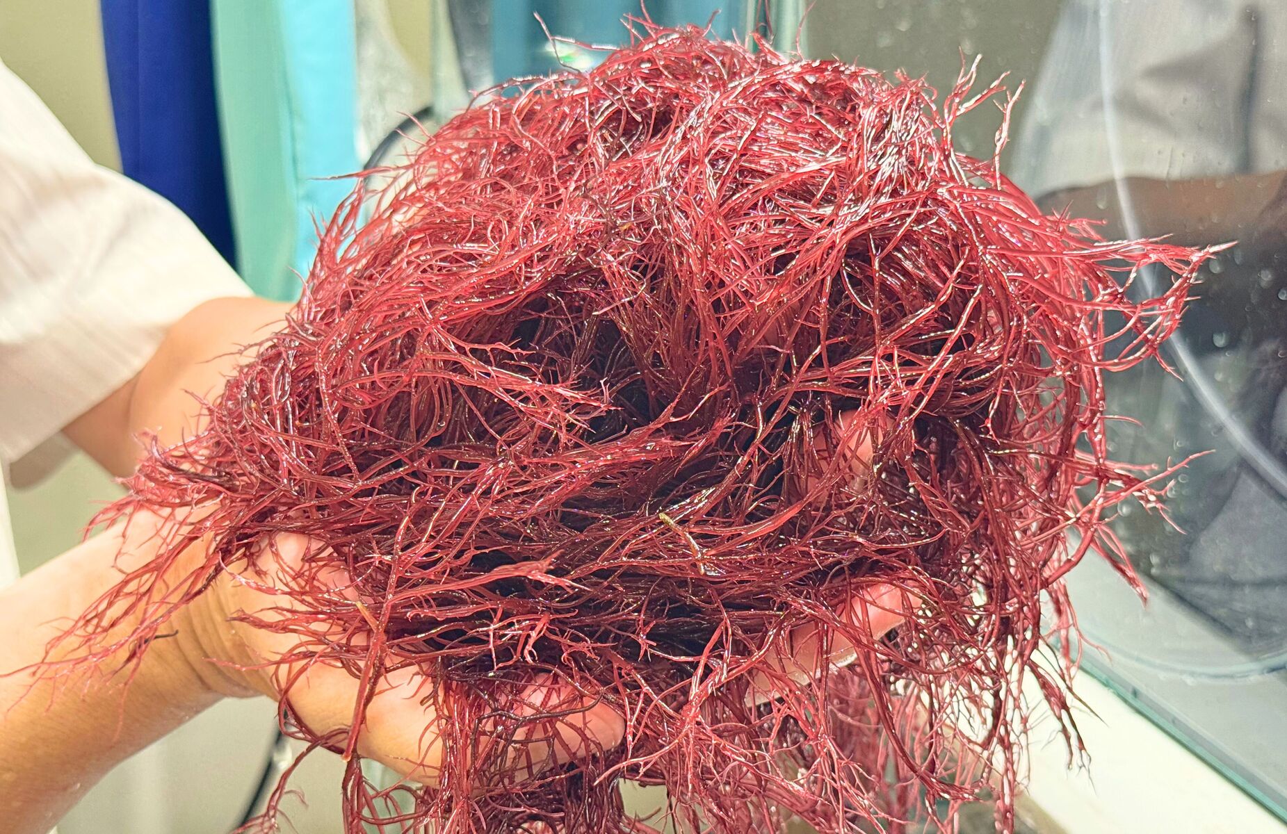 The research team found that Agardhiella subulata thrives under salinity conditions and can tolerate ammonia concentrations, making it suitable for high-pollution environments.
