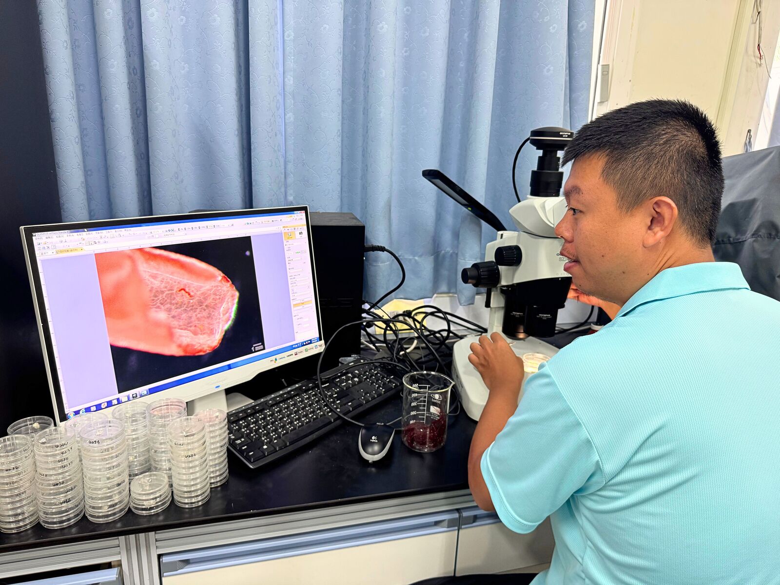 Student observes Agardhiella subulata with a microscope.