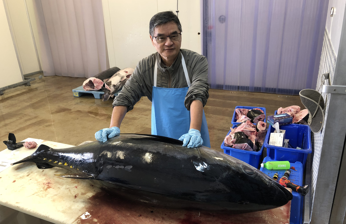 Professor Shui-Kai Chang collected samples of Pacific bluefin tuna in Australia.