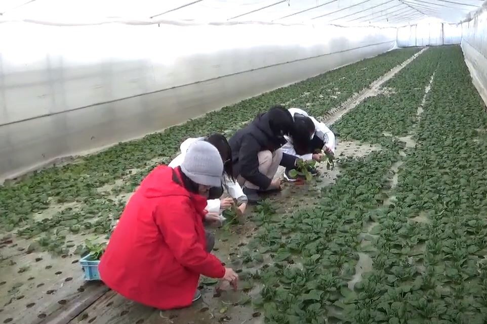Students harvested Hoshizora Yukimi Spinach in farmland grown by young farmers and cooked with local specialties.