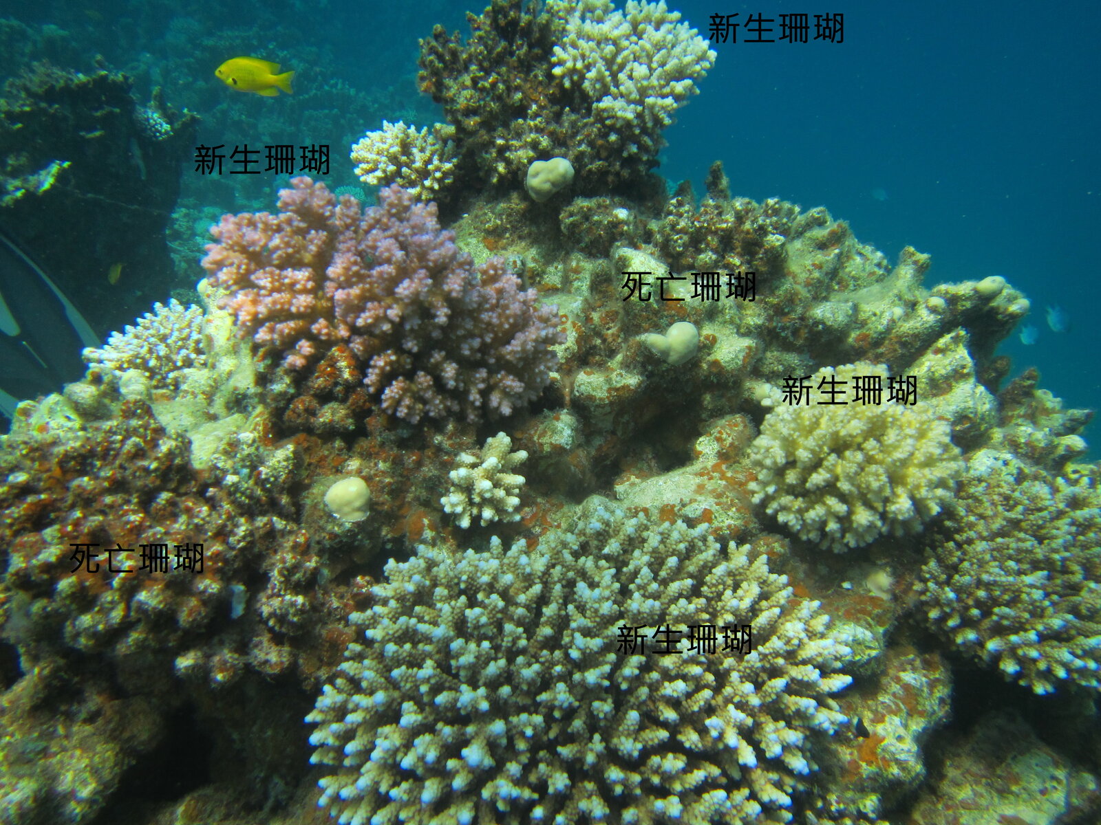 Coral recruits growing on dead coral skeletons