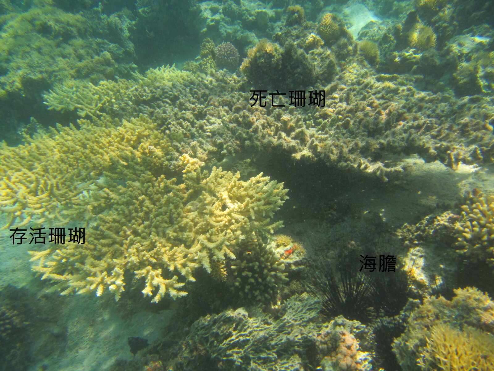 Sea urchins can scratch coral skeletons and take over habitats.