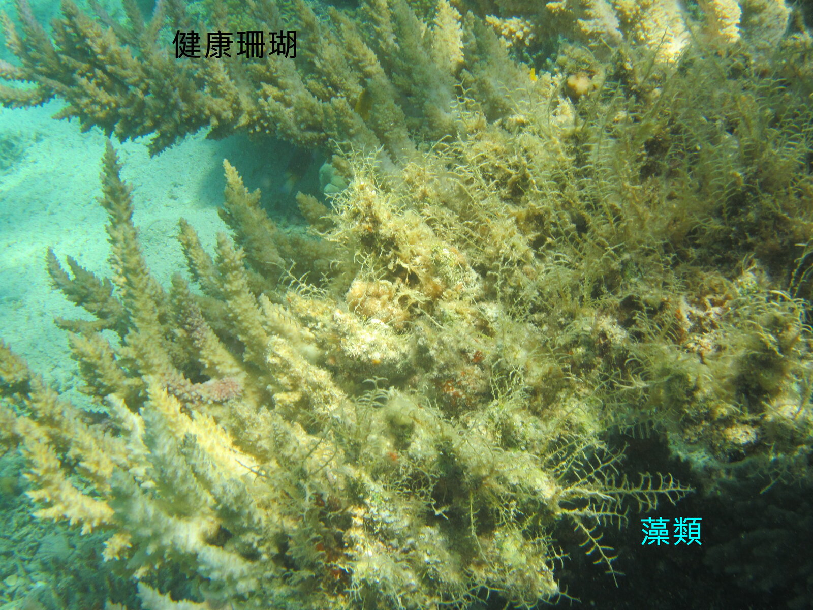 Sea urchins can scratch coral skeletons and take over habitats.