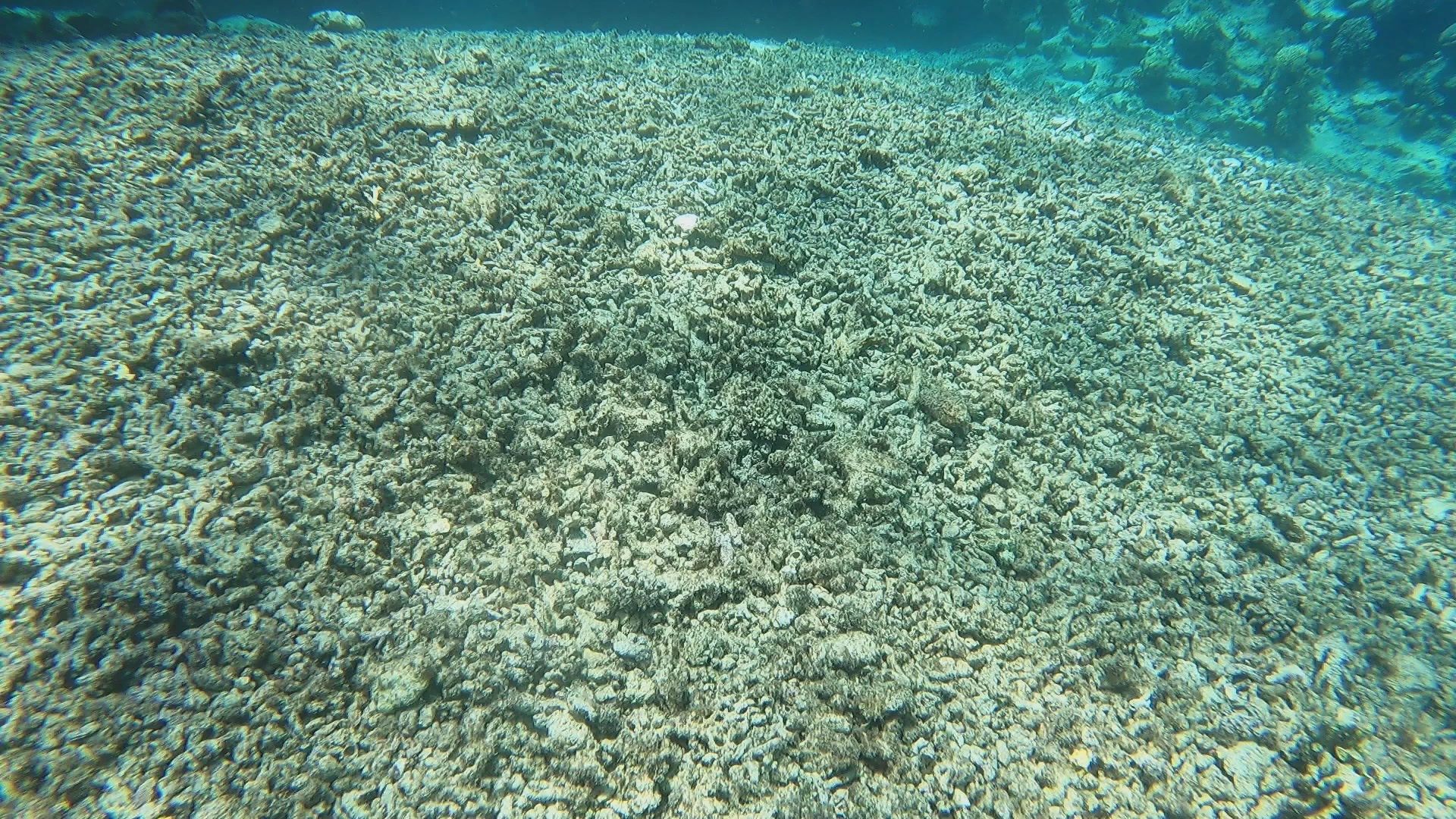 Mass dead coral skeletons.