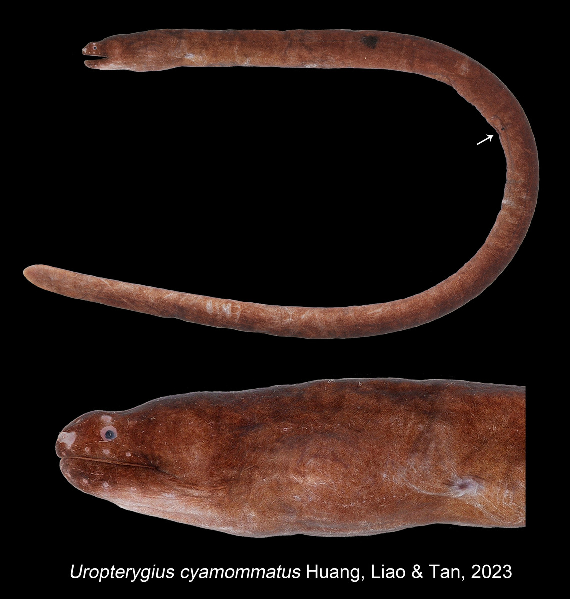 The "Bean-eyed snake moray" (Uropterygius cyamommatus).