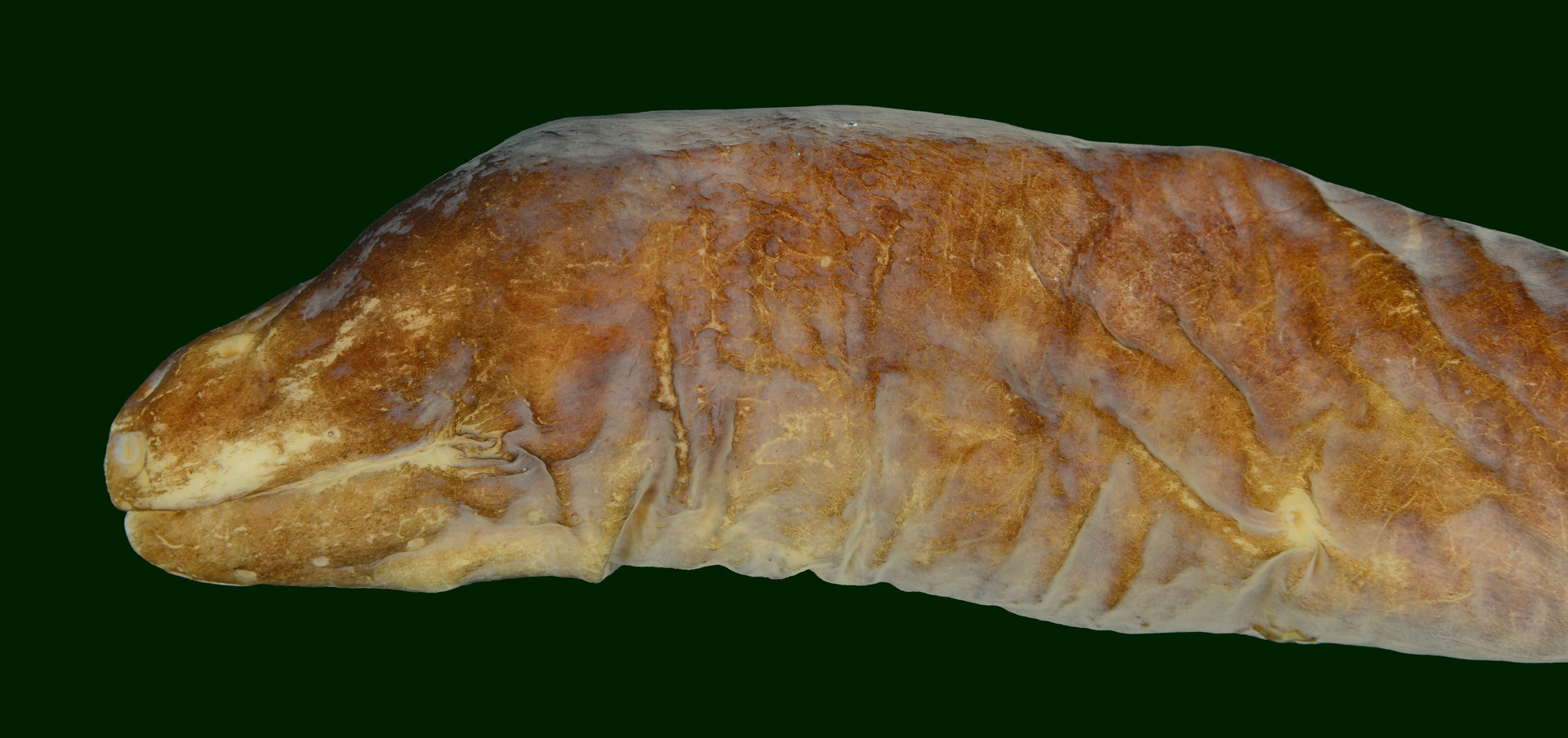 The specimen of "Bean-eyed snake moray" (Uropterygius cyamommatus) had no left eye.