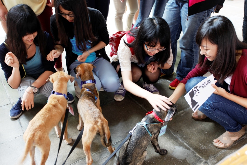 校園守護犬計畫啟動圖片