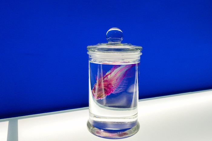 Display of transparent fish