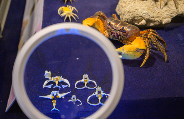 Crab mouthparts seen through magnifying glass