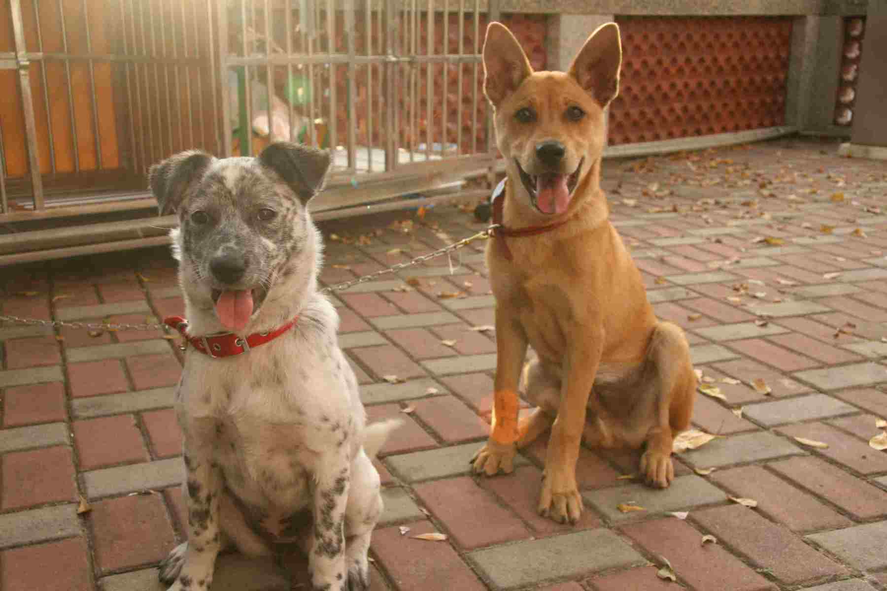 安保犬圖片