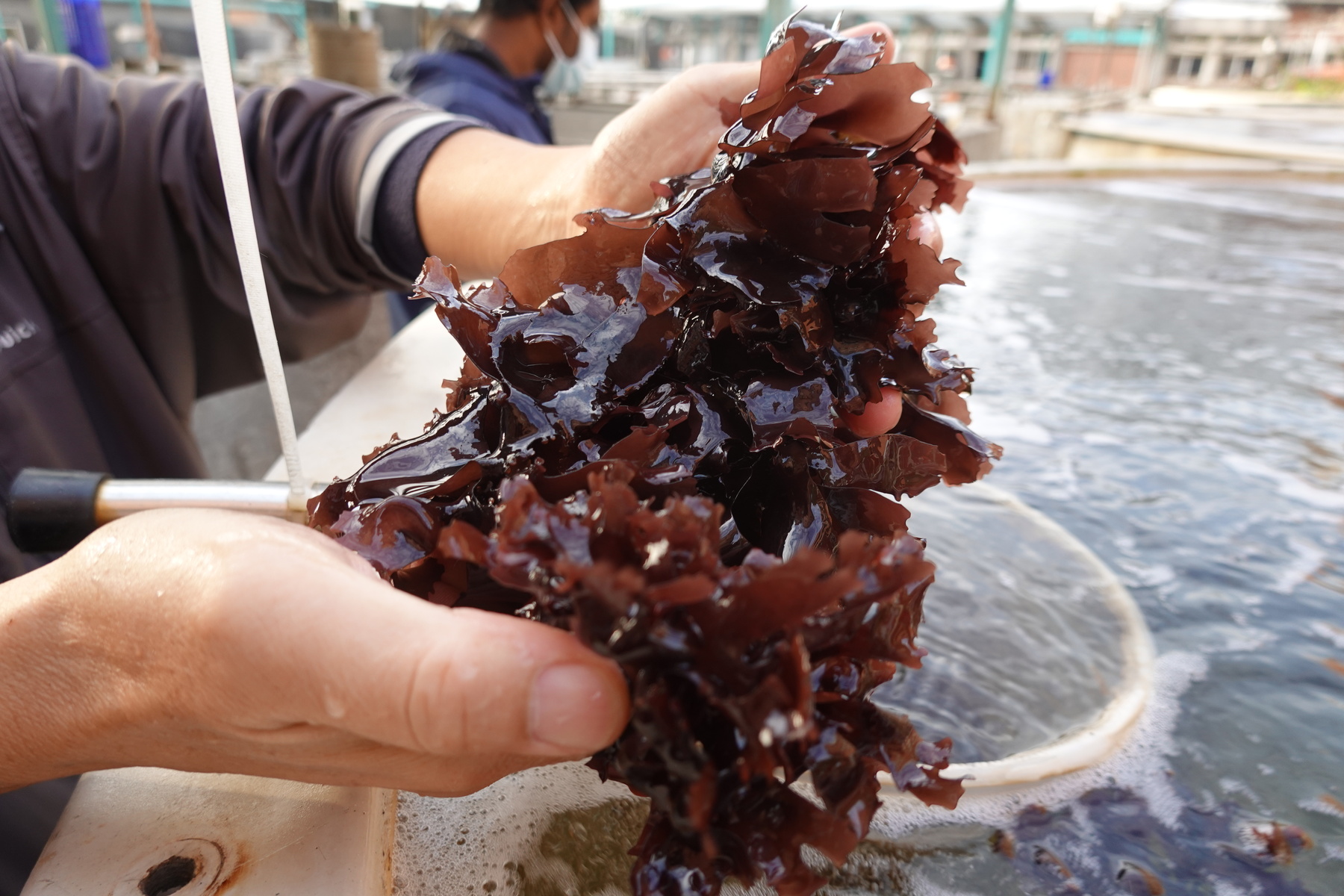 The NSYSU team utilized a cooling system powered by green energy to overcome the obstacle that the temperature of coastal water in summer is too high for algae species to survive. In addition, the team has successfully filtered the particles in aquaculture wastewater to decrease the turbidity of seaweed cultivation tanks. As a result, the objective to culture Sarcodia on a large scale under outdoor environments has been successfully achieved year-round. The research result has been published in the internationally recognized editorial “Science of the Total Environment.”