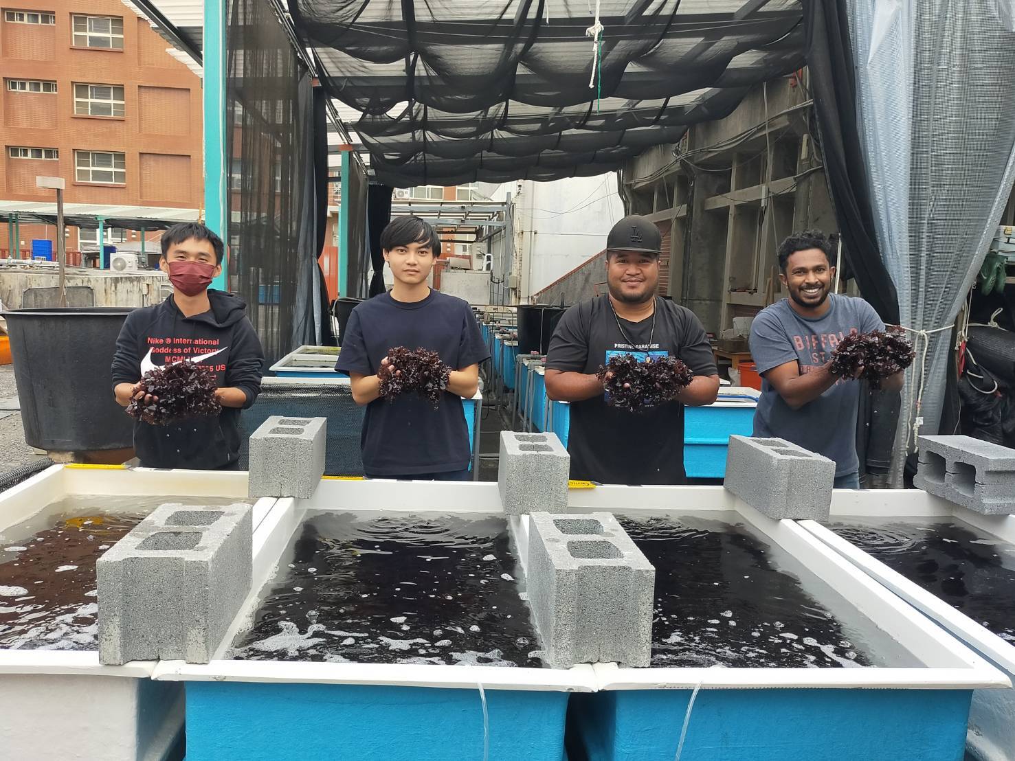 NSYSU research results were published in an international science journal and identified the effective carbon fixation rate by seaweed Sarcodia suae.