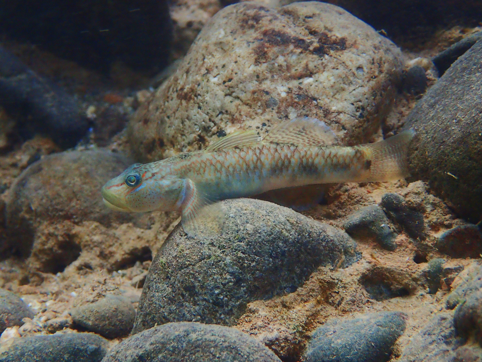 The Lanyu goby, once believed to have fewer than 200 individuals left in Taiwan, has now been confirmed to be widely distributed in northern Luzon, Philippines.Image