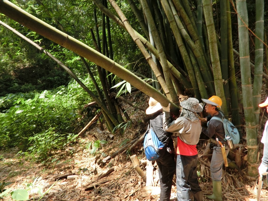 砍竹子圖片