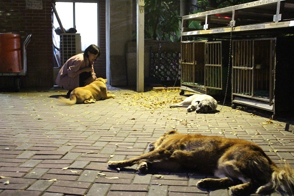 文學院的守護犬皮皮、喬妹與胖弟，牠們白天能自由活動，夜晚有自己的小窩。別看牠們看到人就露出肚肚，要是有陌生狗或者獼猴出現，牠們可是會發脾氣的！　李娉婷/攝圖片