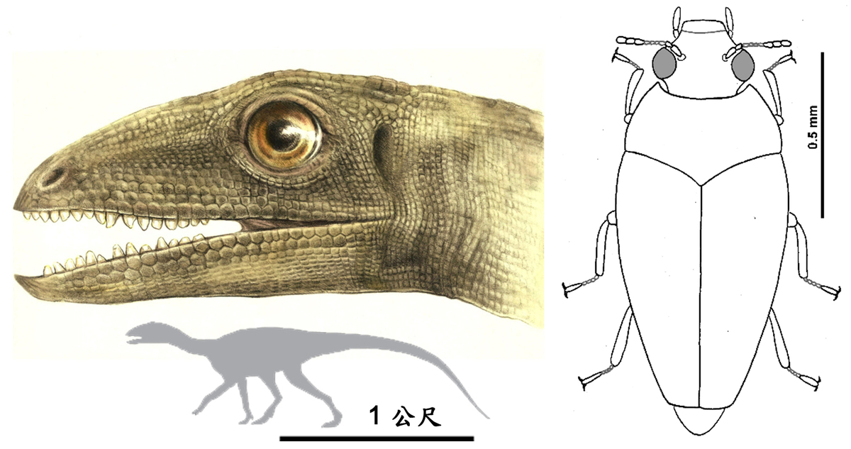 The reconstruction of dinosauriform reptile Silesaurus opolensis and of Triamyxa, the Triassic beetle found in its coprolite. The head reconstruction of Silesaurus by Małgorzata Czaja.