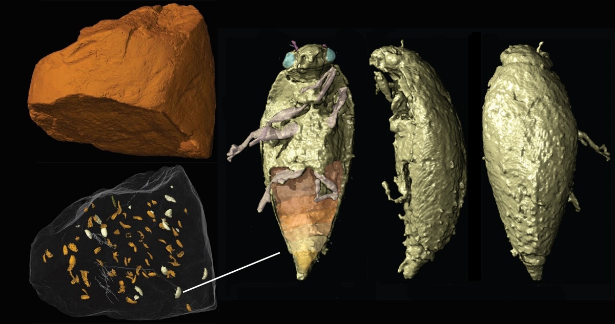 3D reconstruction of fossil faeces of Silesaurus with the Triamyxa beetles inside of it done using the synchrotron microtomography.