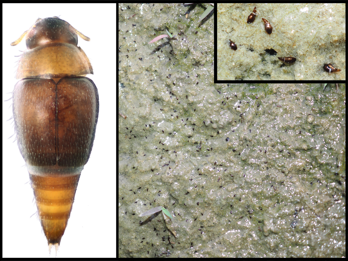 Todayʼs distant relative of Triamyxa: beetles of the family Hydroscaphidae on the algal mats in central Taiwan.