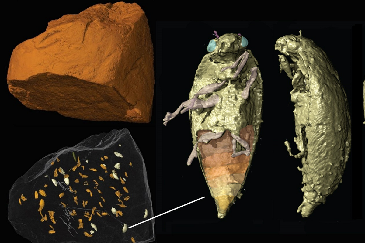 Complete beetles found in the fossil faeces of a 230 million-year