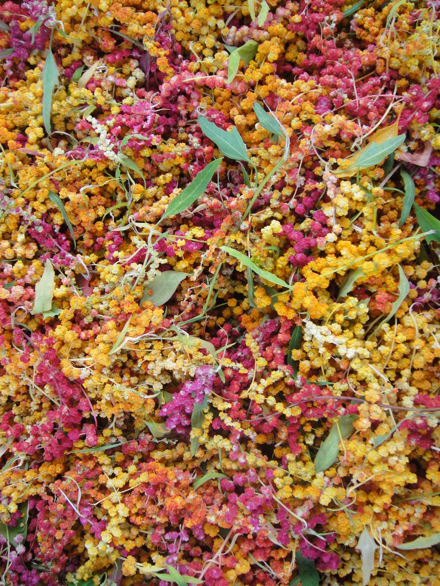 When the djulis fields are in the full fruiting stage, often renowned as "rainbow fields."Image