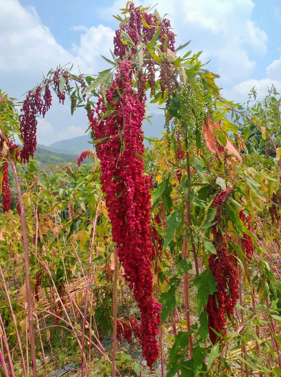The "ruby" of Indigenous communities—mature panicles of djulis.Image