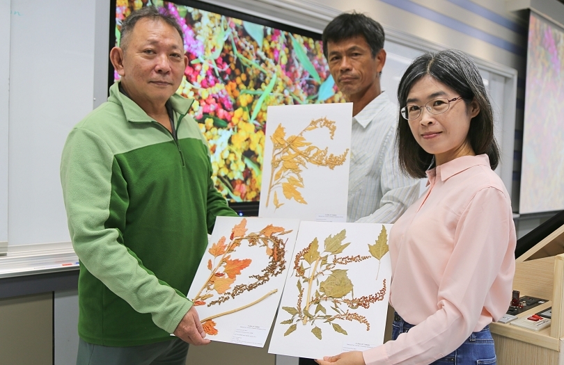 NSYSU establishes the first international growth coding system for djulis, hailed as a future cropImage