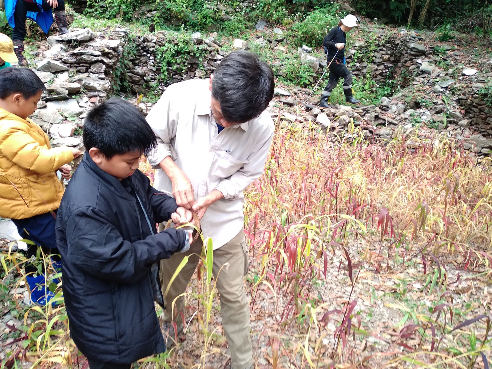 Foxtail millet harvesting teaching