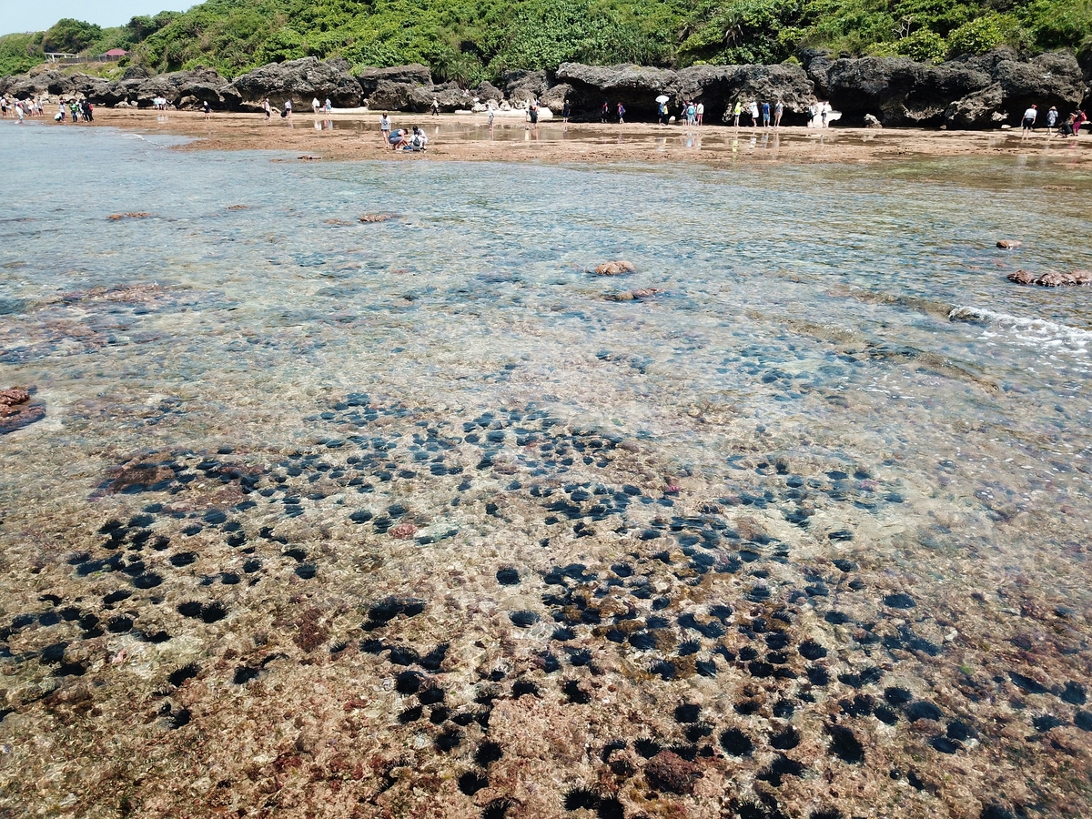 NSYSU and Pingtung County Government cooperate to save the environment of intertidal zones of Little Liuchiu