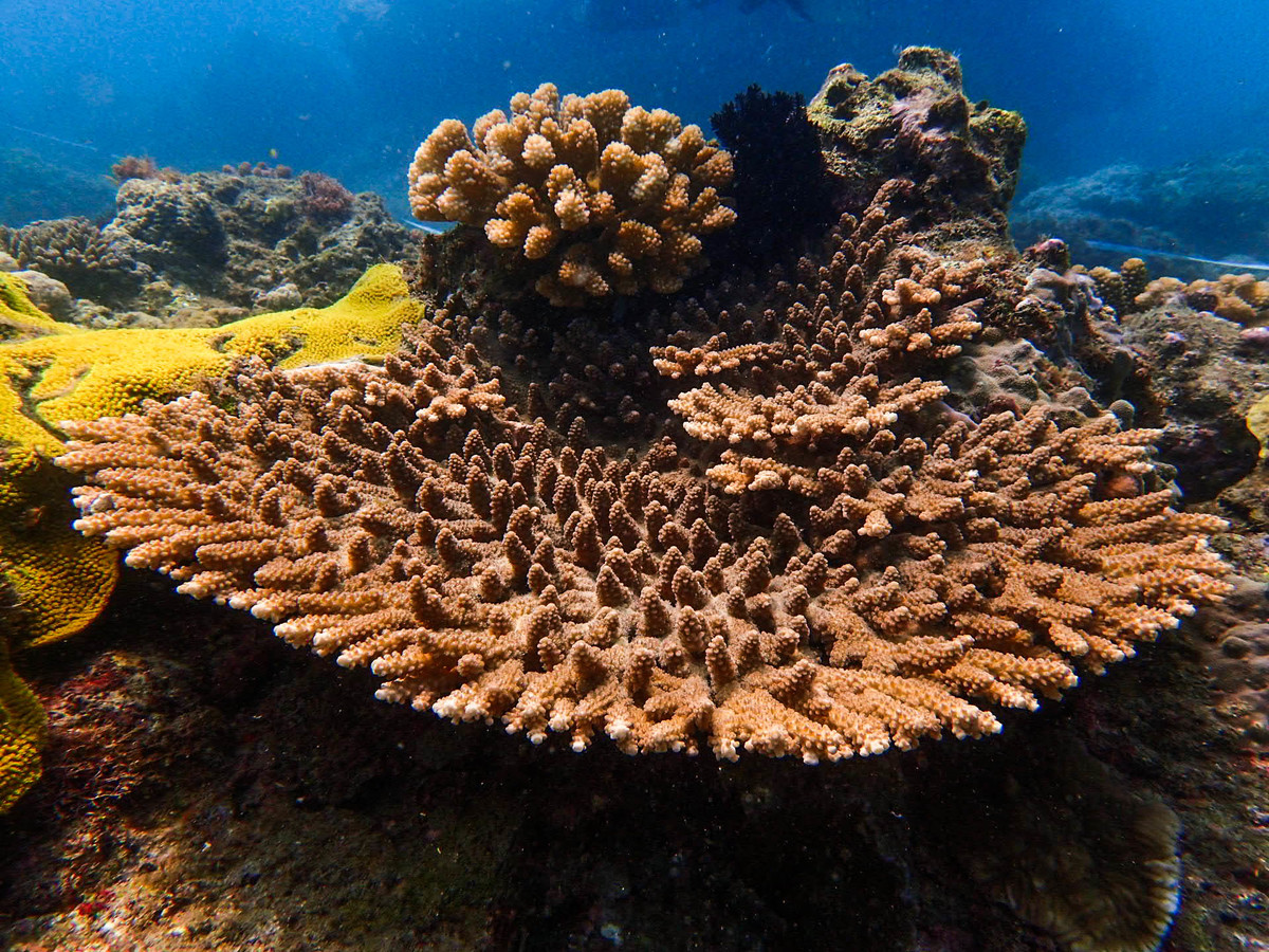 A healthy tabulate coral Acropora with several types of coral growing on top of it./ Photo taken in Kenting National Park by Lauriane Ribas-Deulofeu