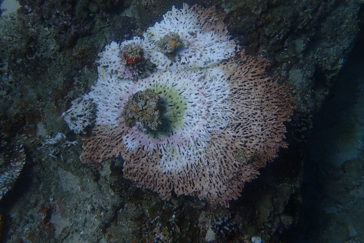 The white area indicates the dying state of tabulate Acropora, damaged by a typhoon./ Photo taken in Kenting National Park by Lauriane Ribas-Deulofeu