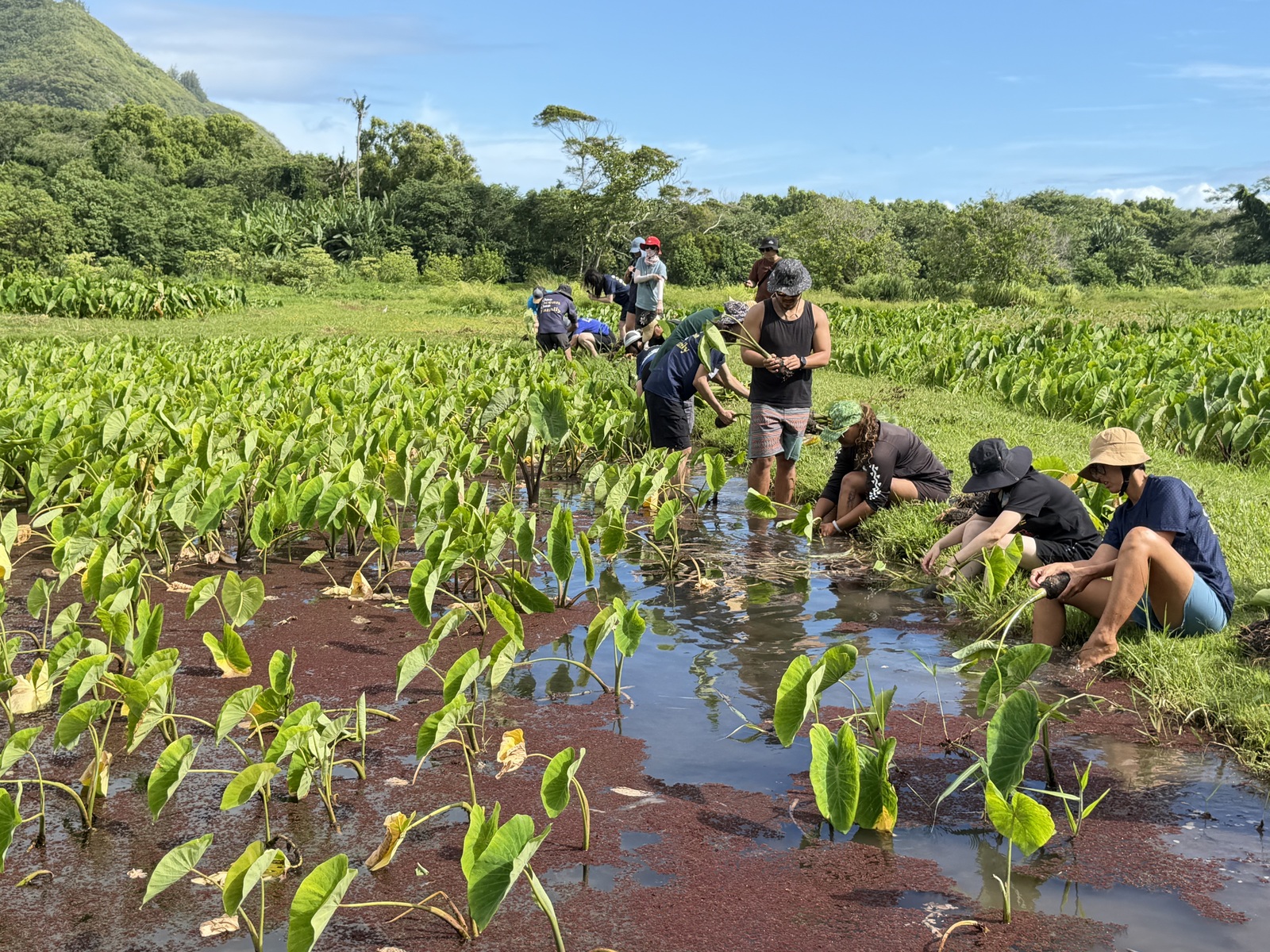 Participants visit a traditional farm and loʻi kalo (taro patch) to learn about traditional Hawaiian agriculture and land stewardship.Image
