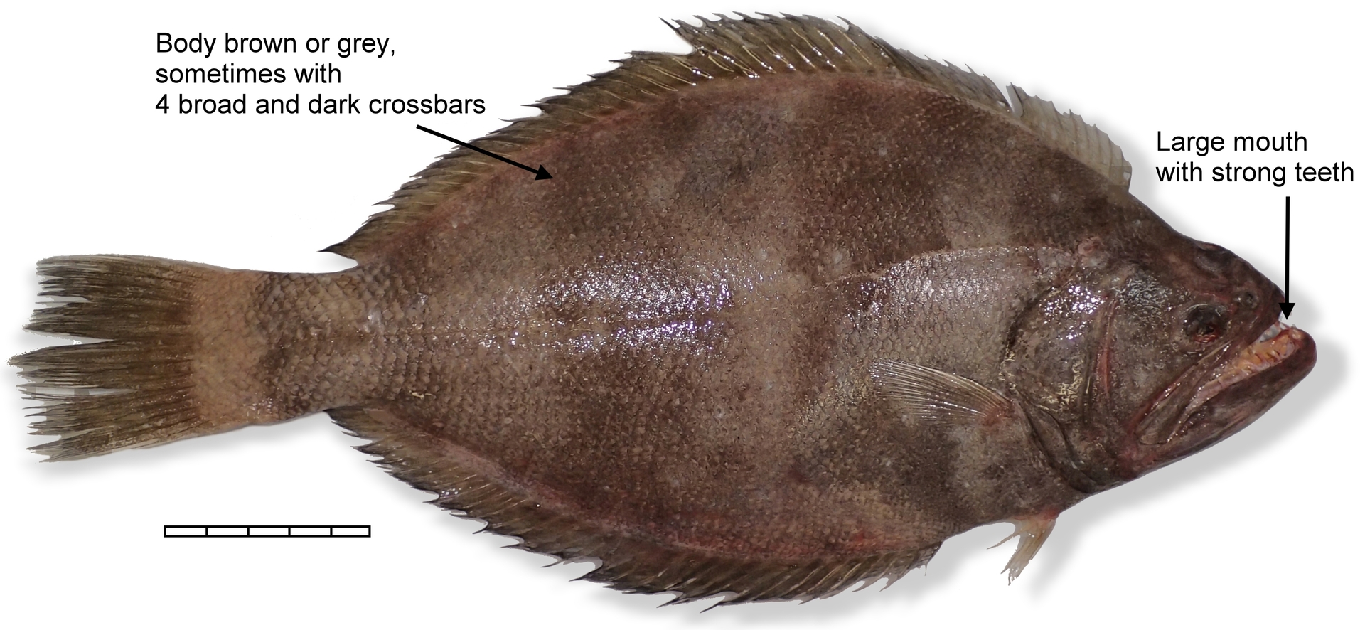 An ancient lineage of flatfish, Indian halibut (Psettodes erumei).Image