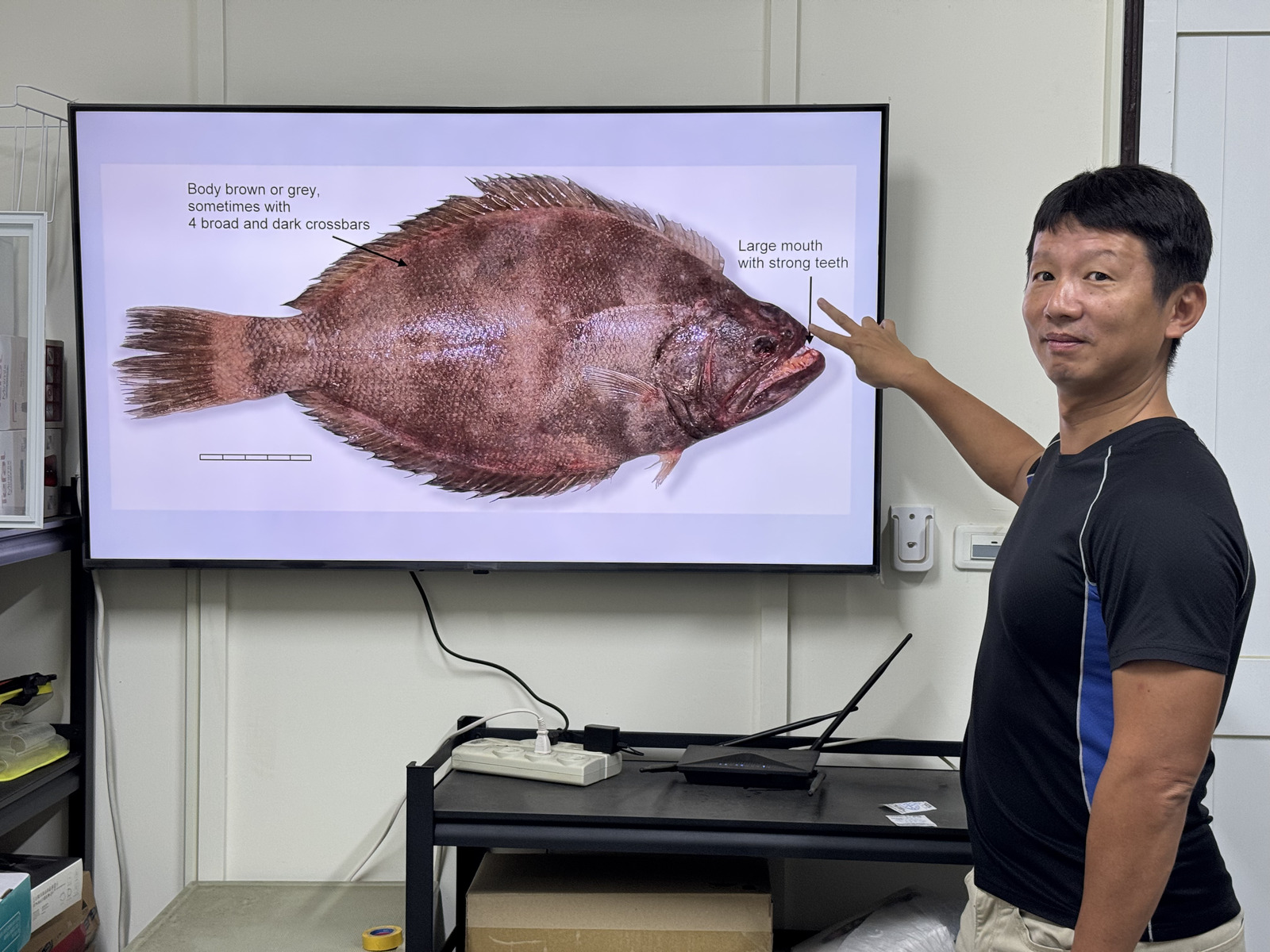 Associate Professor Yu-Jia Lin of the Graduate Institute of Marine Affairs at NSYSU draws inspiration from human left- and right-handedness to investigate whether evolution causes the variation in eye-sidedness among flatfish species.Image