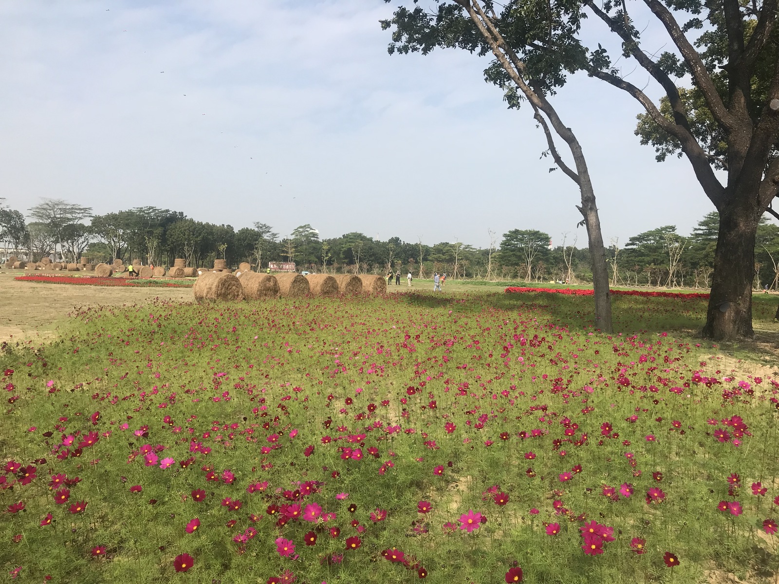 NSYSU, Kaohsiung City Government transform Renwu campus into recreational area for Chinese New Year