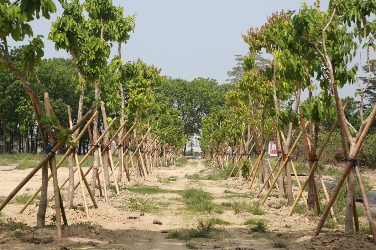 The works on the 24 ha land of Renwu Campus are in progress: ground levelling, establishment of three retention ponds, planting of greenery, and tree clearance