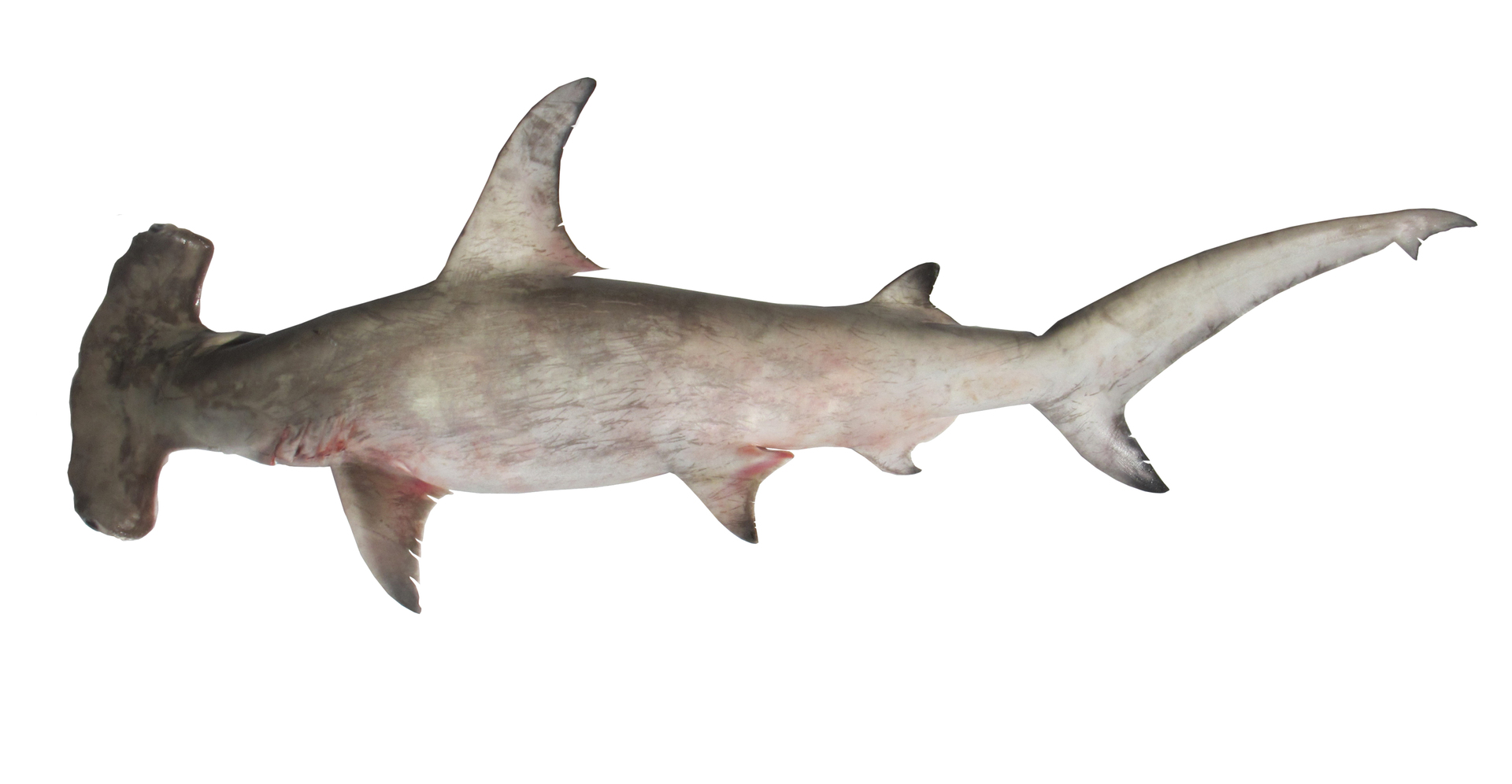 Great hammerhead shark (Sphyrna mokarran) (Credit: Hua-Hsun Hsu)Image