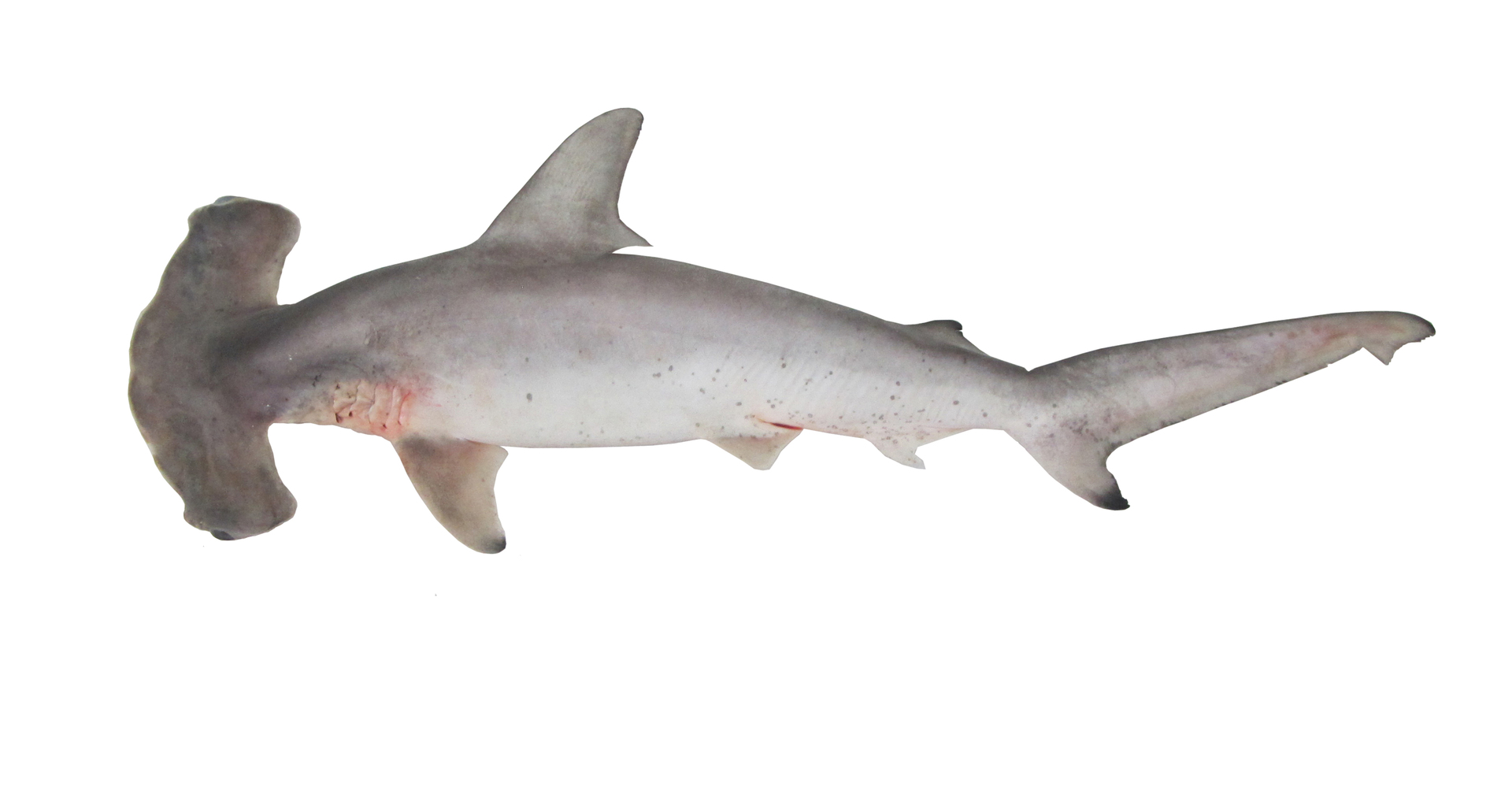 Scalloped hammerhead shark (Sphyrna lewini) (Credit: Hua-Hsun Hsu)Image