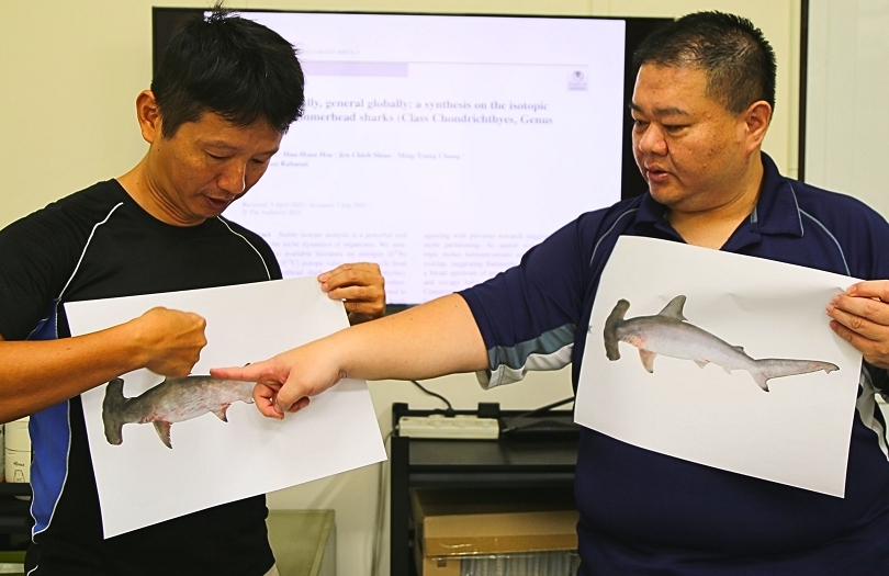 Localized tastes: NSYSU study challenges traditional views of hammerhead shark diets