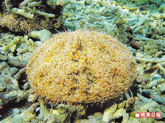 瘋壯陽 喇叭海膽遭盜獵（蘋果日報）圖片