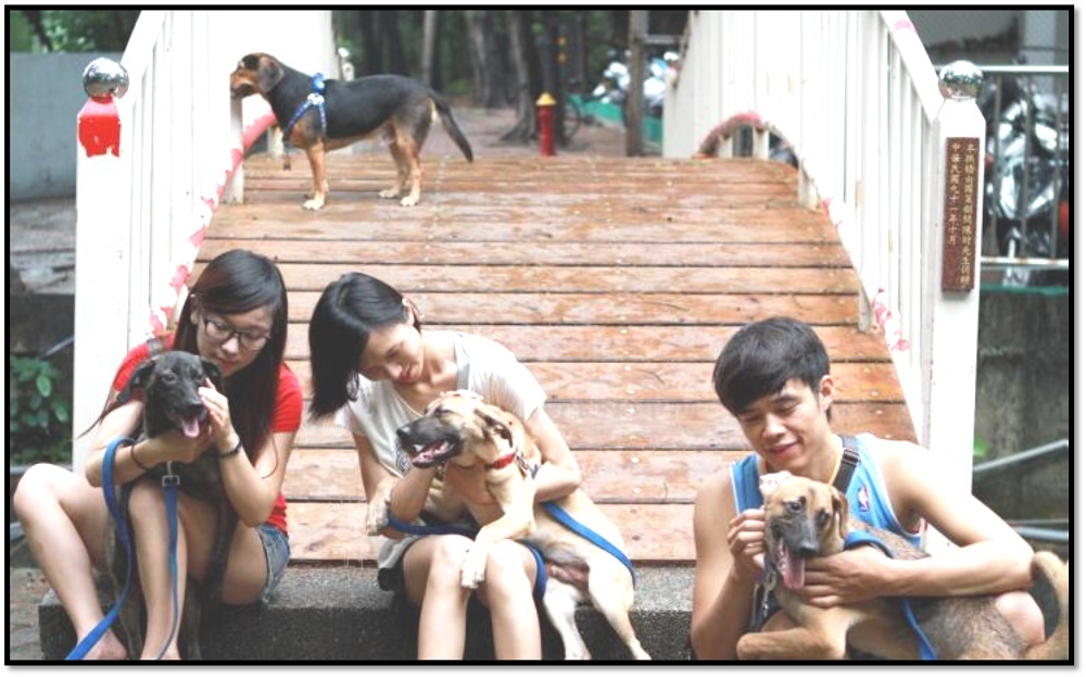 守護犬的餵食、洗澡等工作，都是由志工學生包辦。　中山大學校園流浪犬專案小組/提供圖片