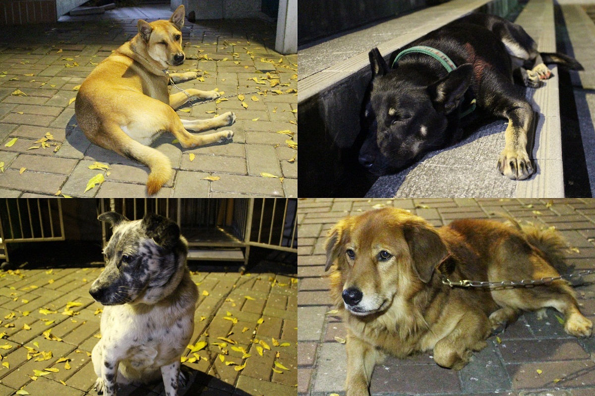 皮皮、莉莉、喬妹、胖弟(由左至右)是文學院與藝術大樓的守護犬，白天會在自己的「地盤」巡邏。　李娉婷/攝圖片