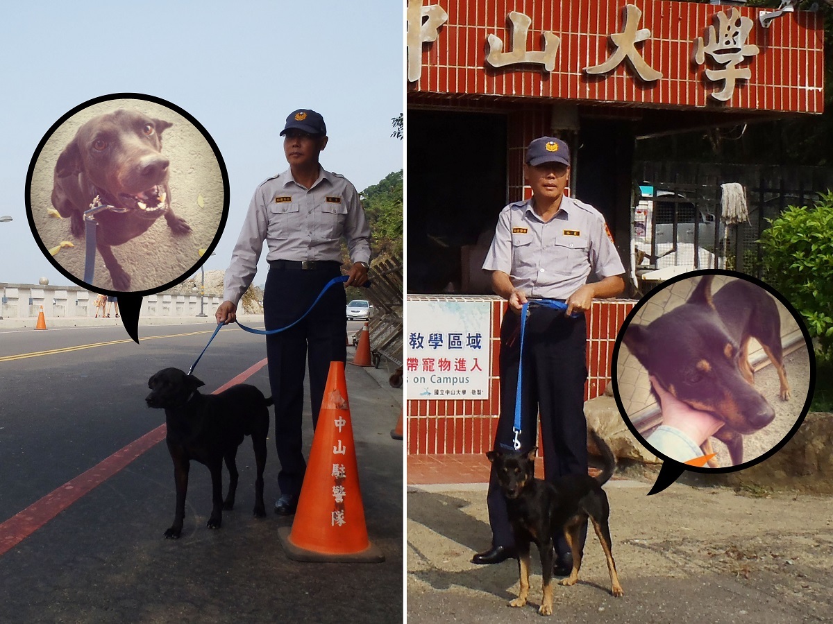 大黑(左)、小黑(右)從校園出入口對流浪狗進行「源頭管理」，警衛大哥非常喜歡小黑，常常帶著牠到處巡邏！　中山大學校園流浪犬專案小組/提供圖片