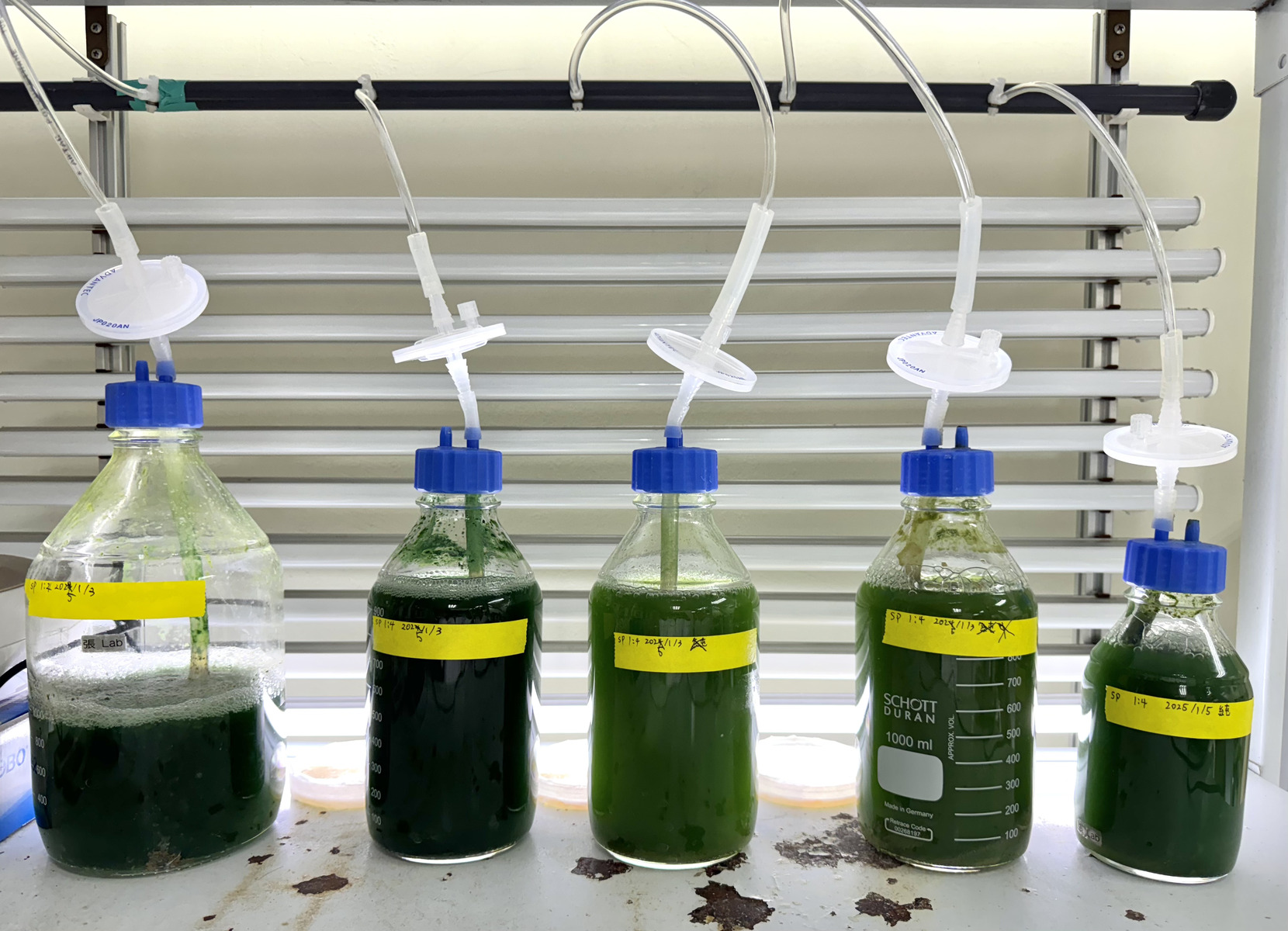 The microalgae cultivation system used by the research team.