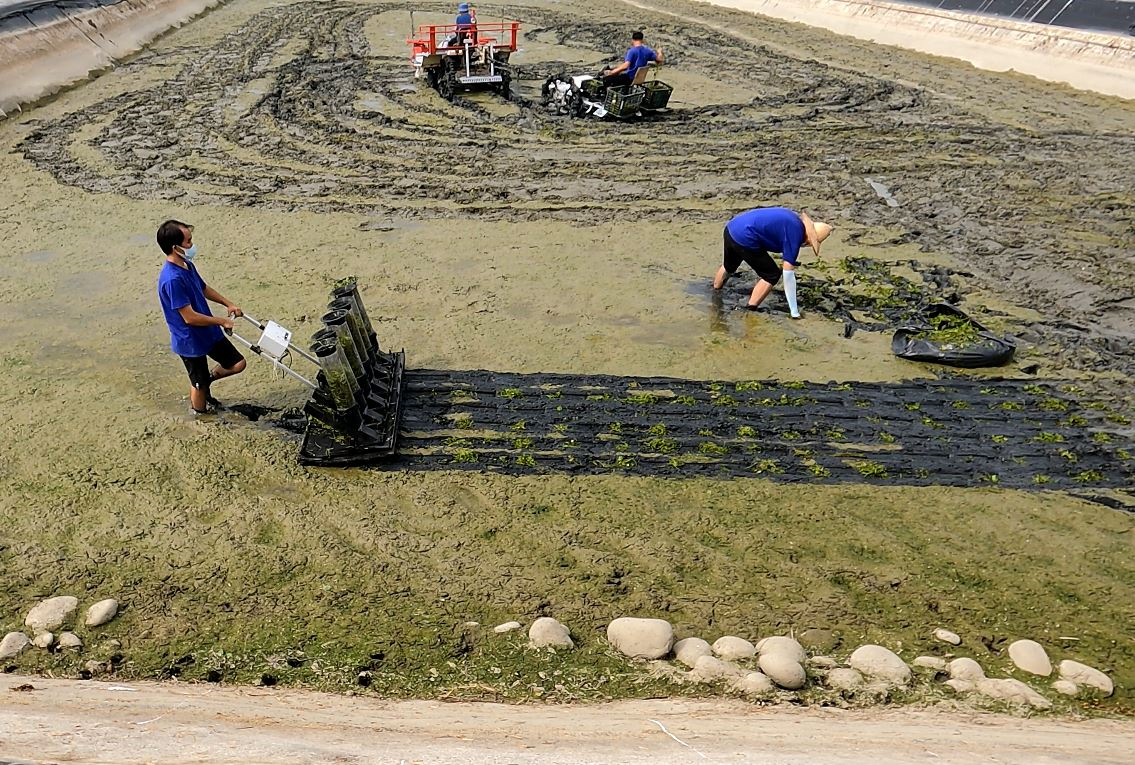 Wei-Chih Lin, an associate professor of the Department of Mechanical and Electro-Mechanical Engineering at NSYSU, led a research and development team to create labor-saving machines and demonstrate planting by hand in the crested floating heart pond and use an electric planting machine to compare planting situations.